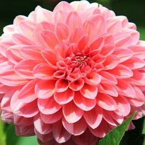 Meet your Posher, Caitlin